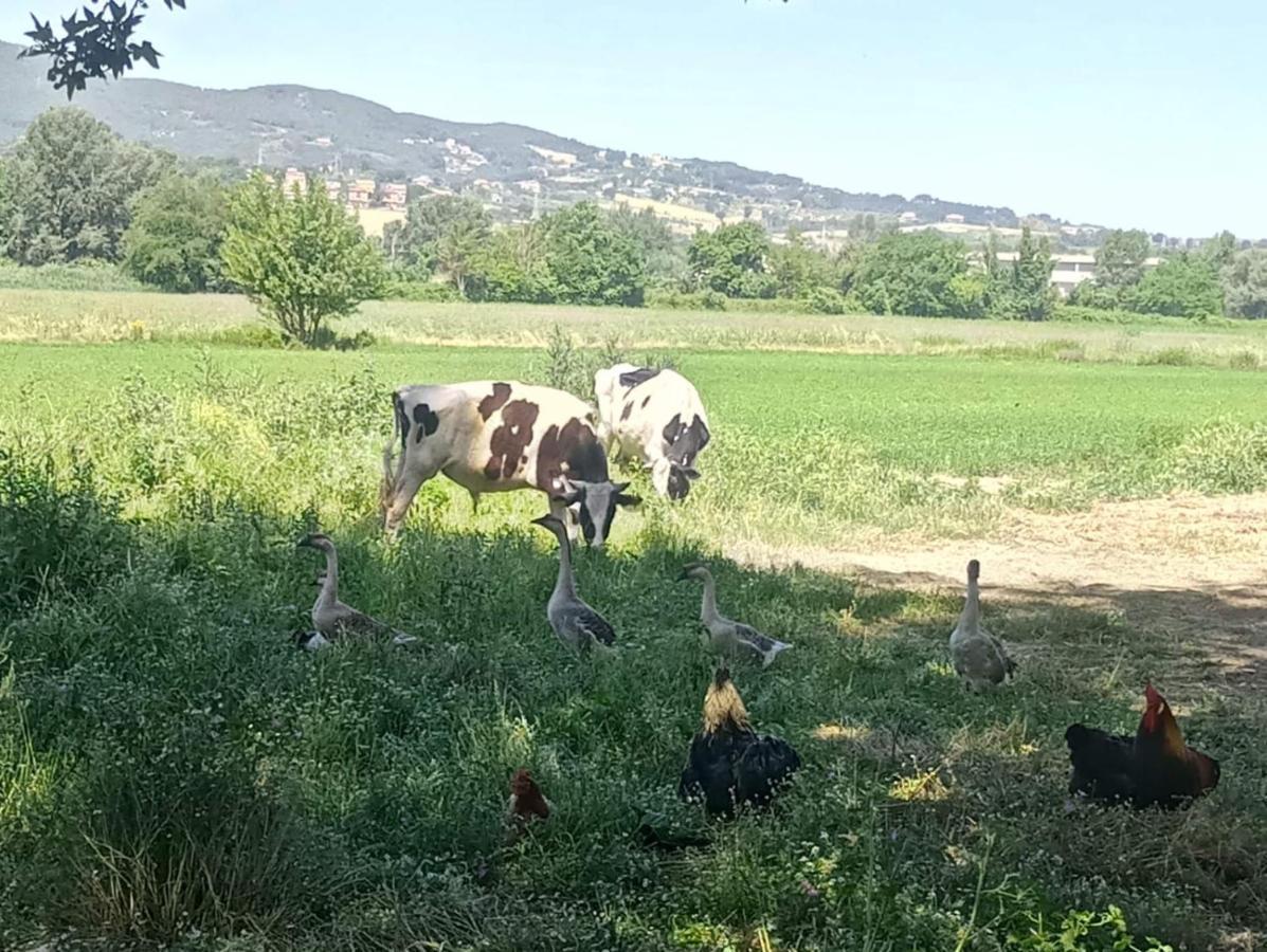 نارني Agriturismo Tenuta Filippi المظهر الخارجي الصورة